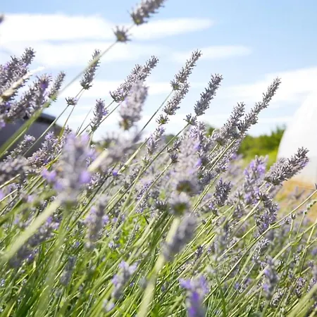 Mirador De Estrellas * Biel