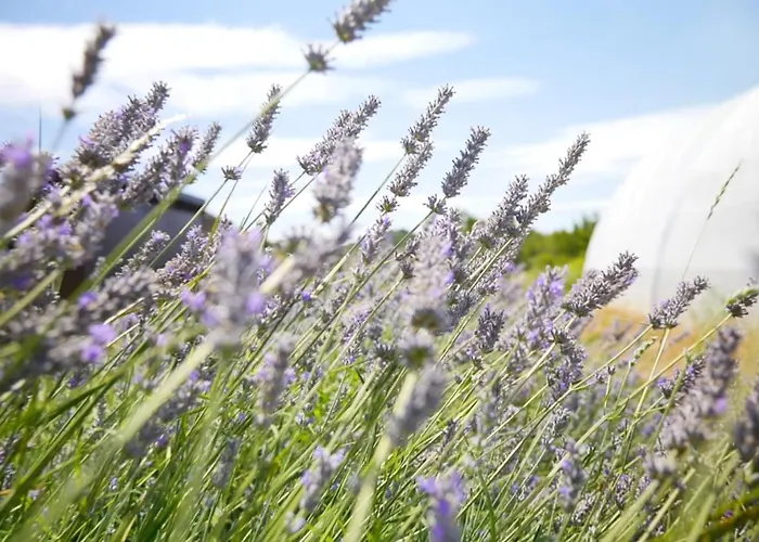 Mirador De Estrellas * Biel